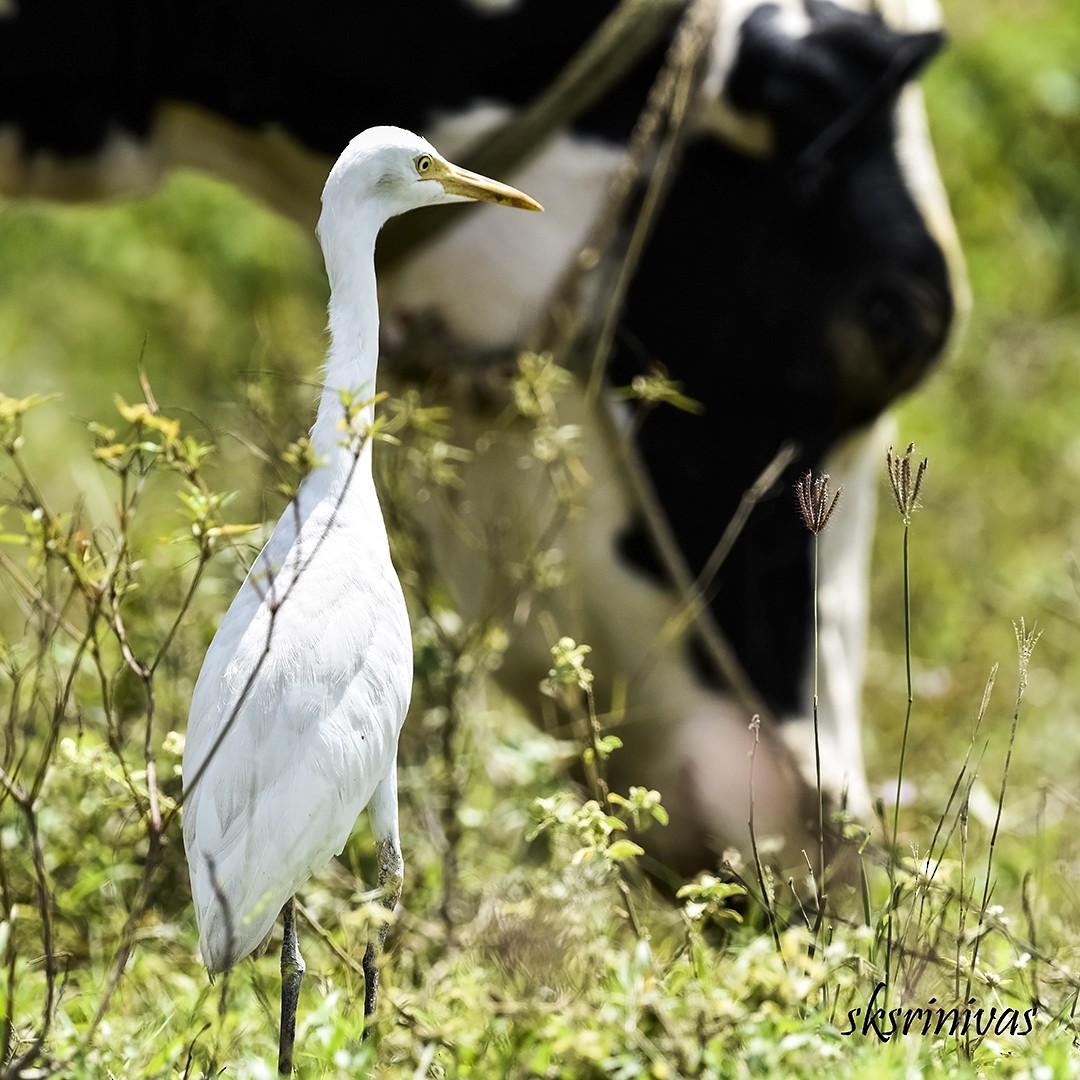 אנפית בקר מזרחית - ML116987851