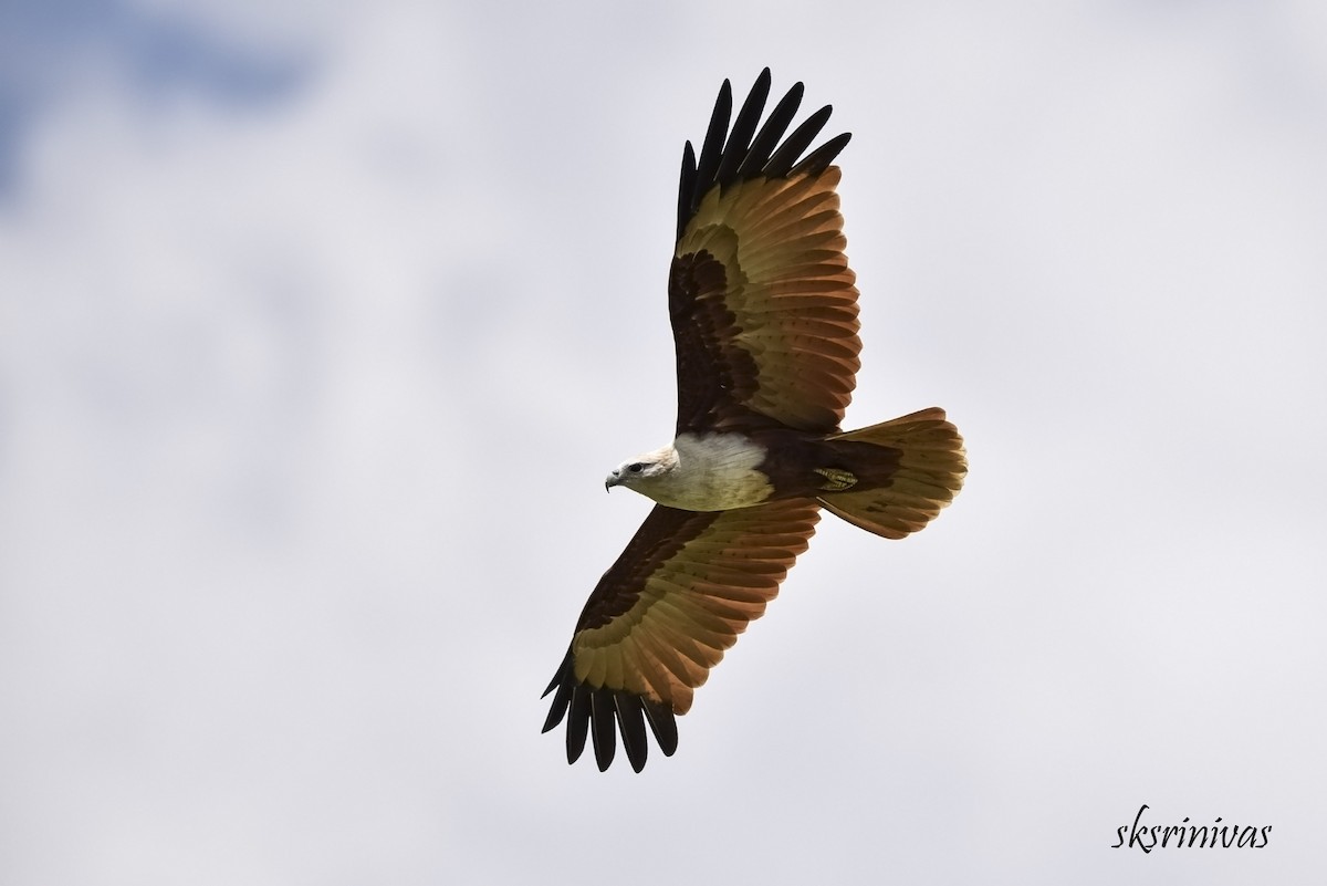 Brahminy Kite - ML116987891