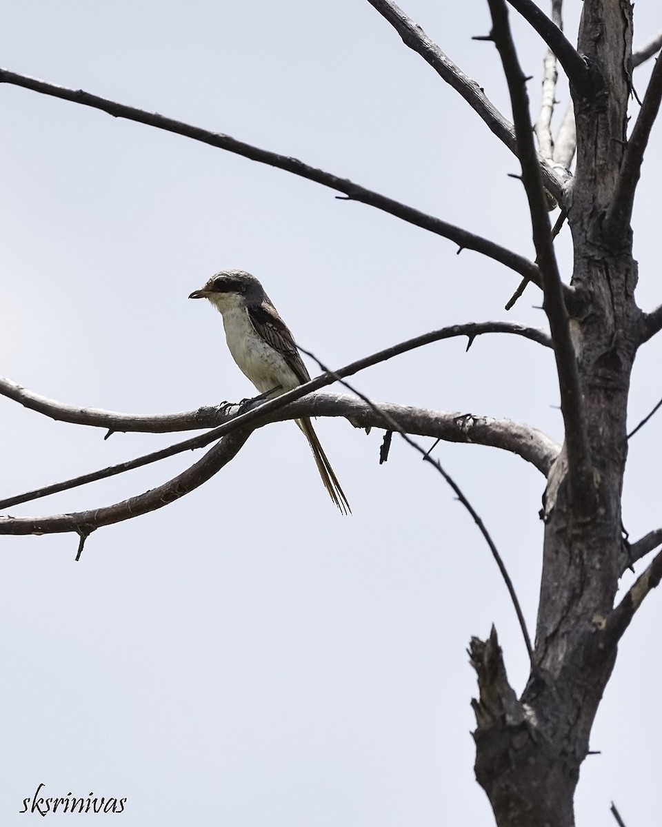 חנקן חום - ML116987921