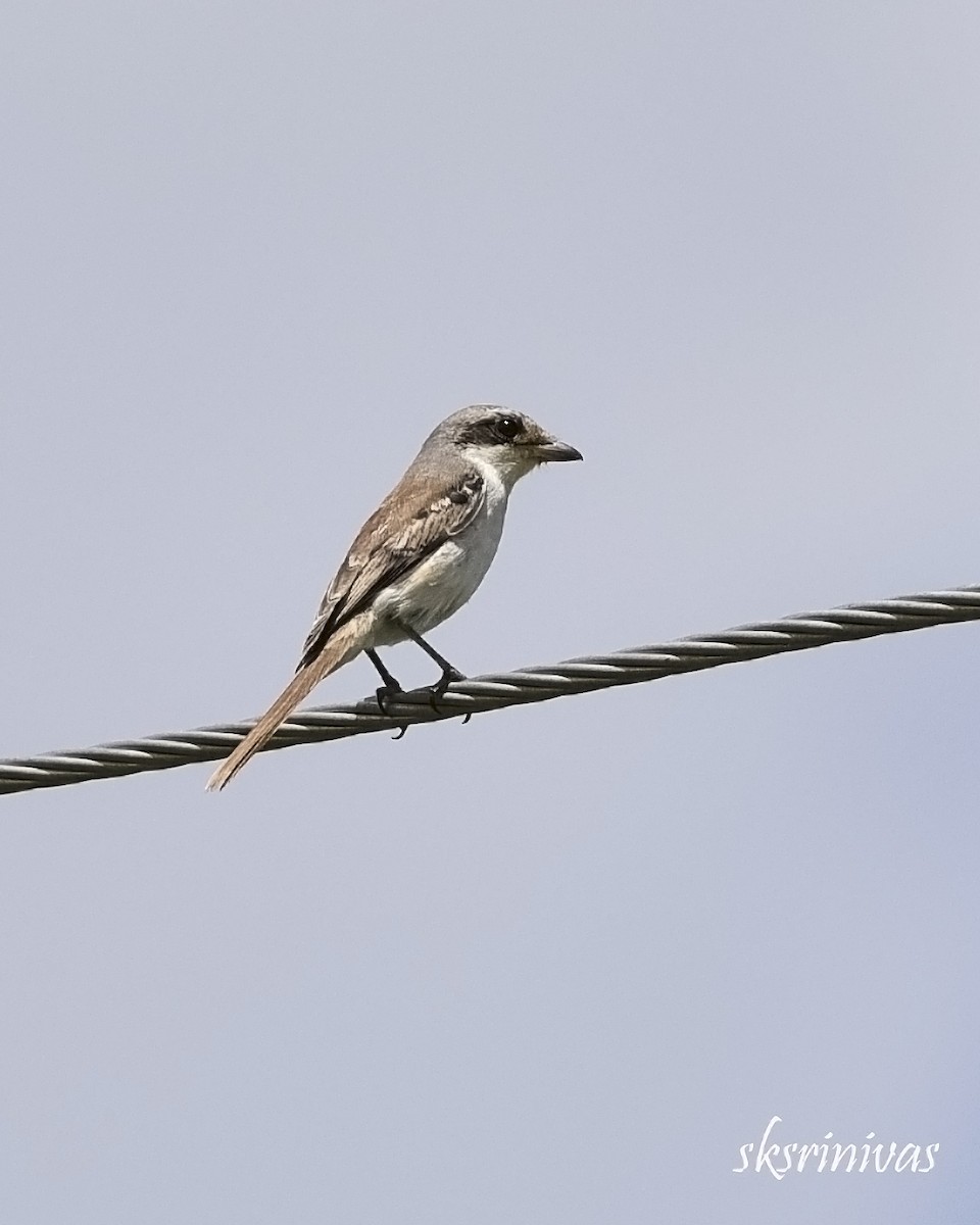 חנקן חום - ML116987991