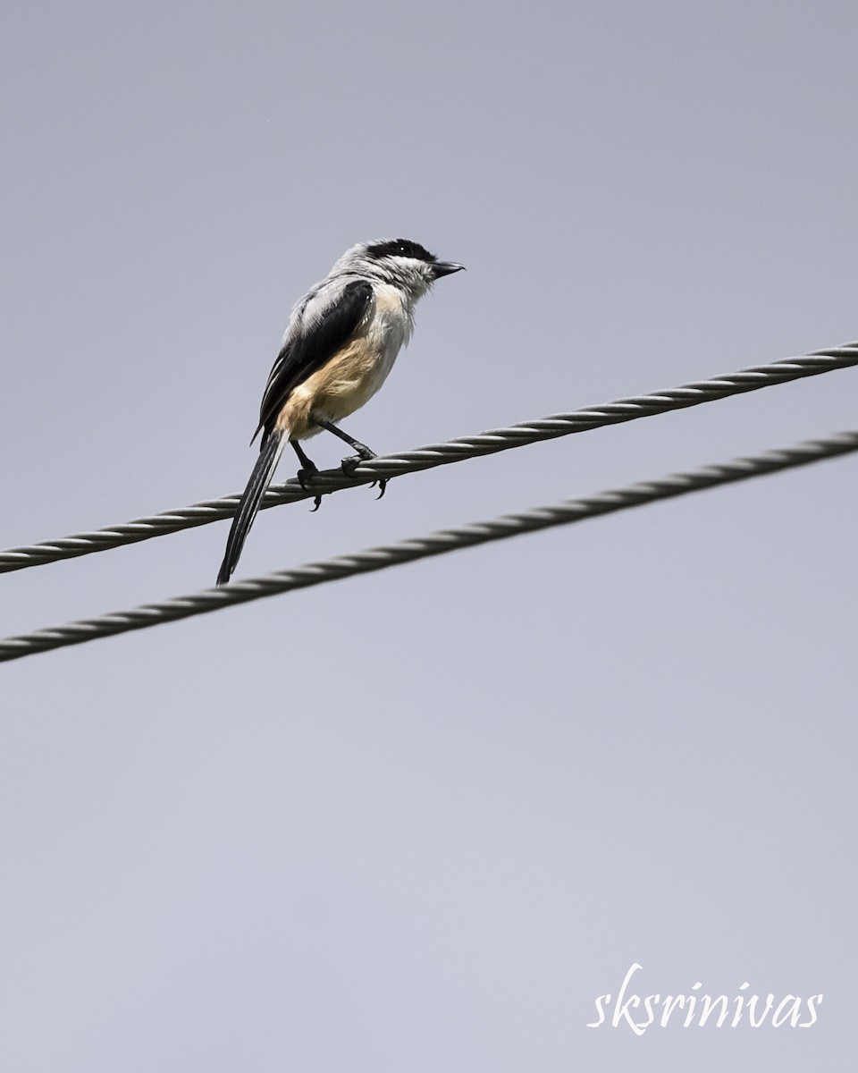 חנקן חלוד-גב - ML116988031