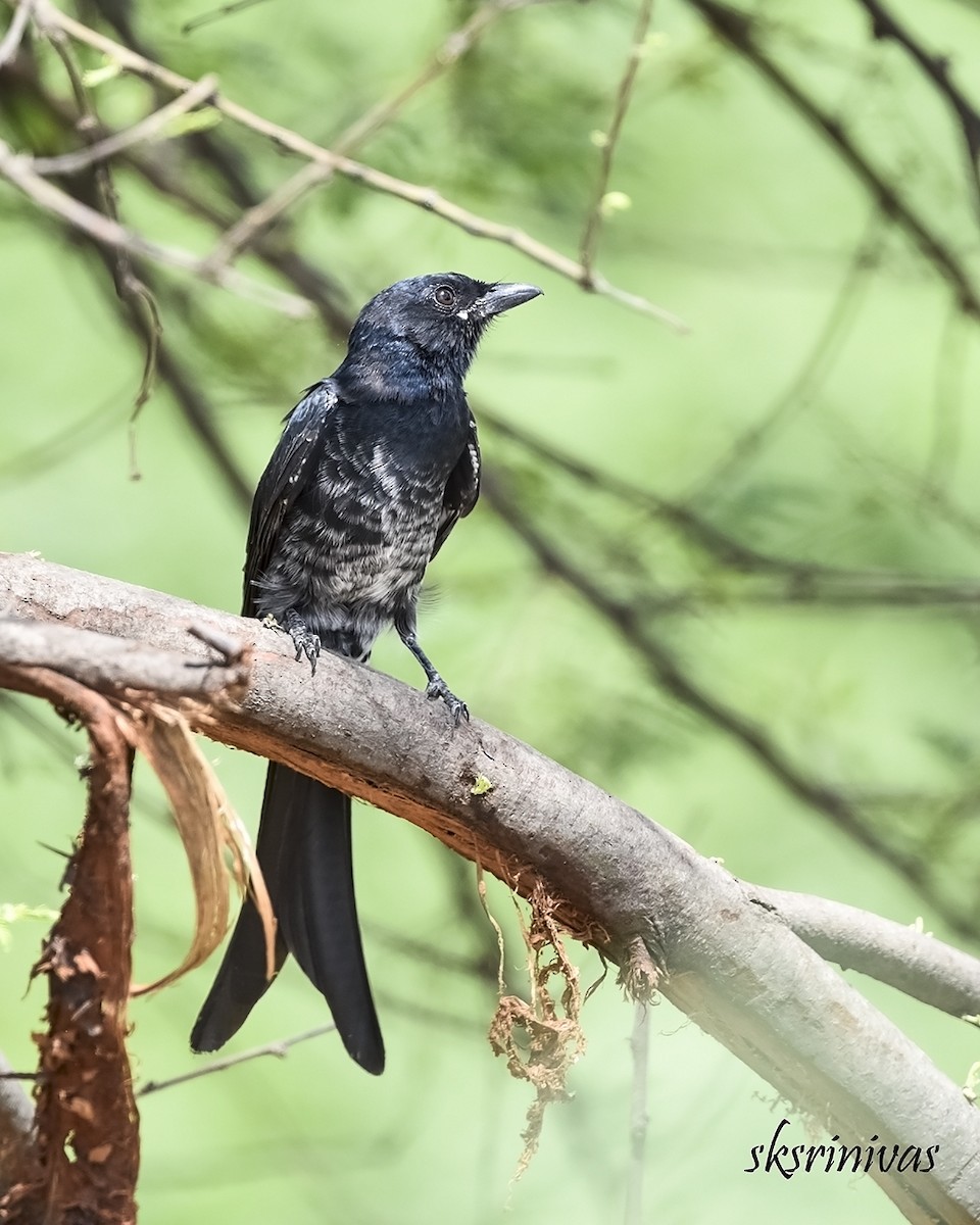 דרונגו שחור - ML116988041