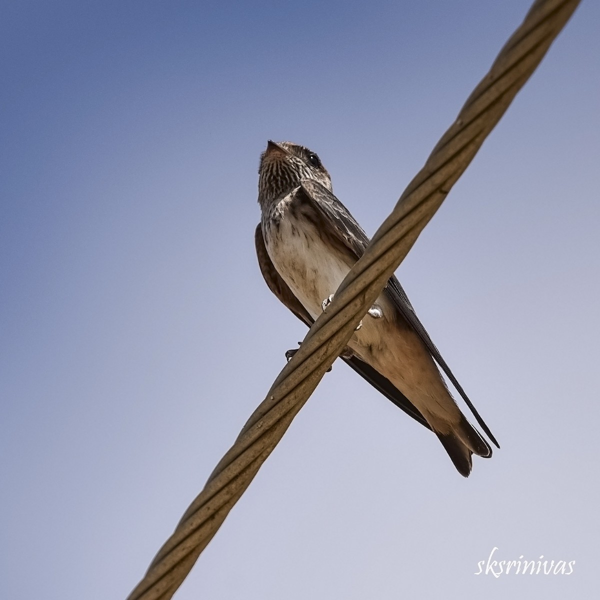 סנונית נקודת-גרון - ML116988141