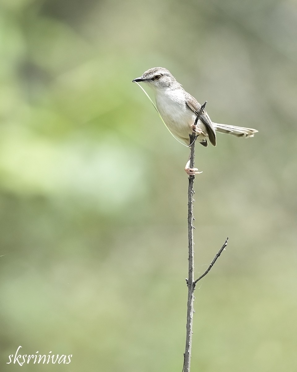 Plain Prinia - ML116988161