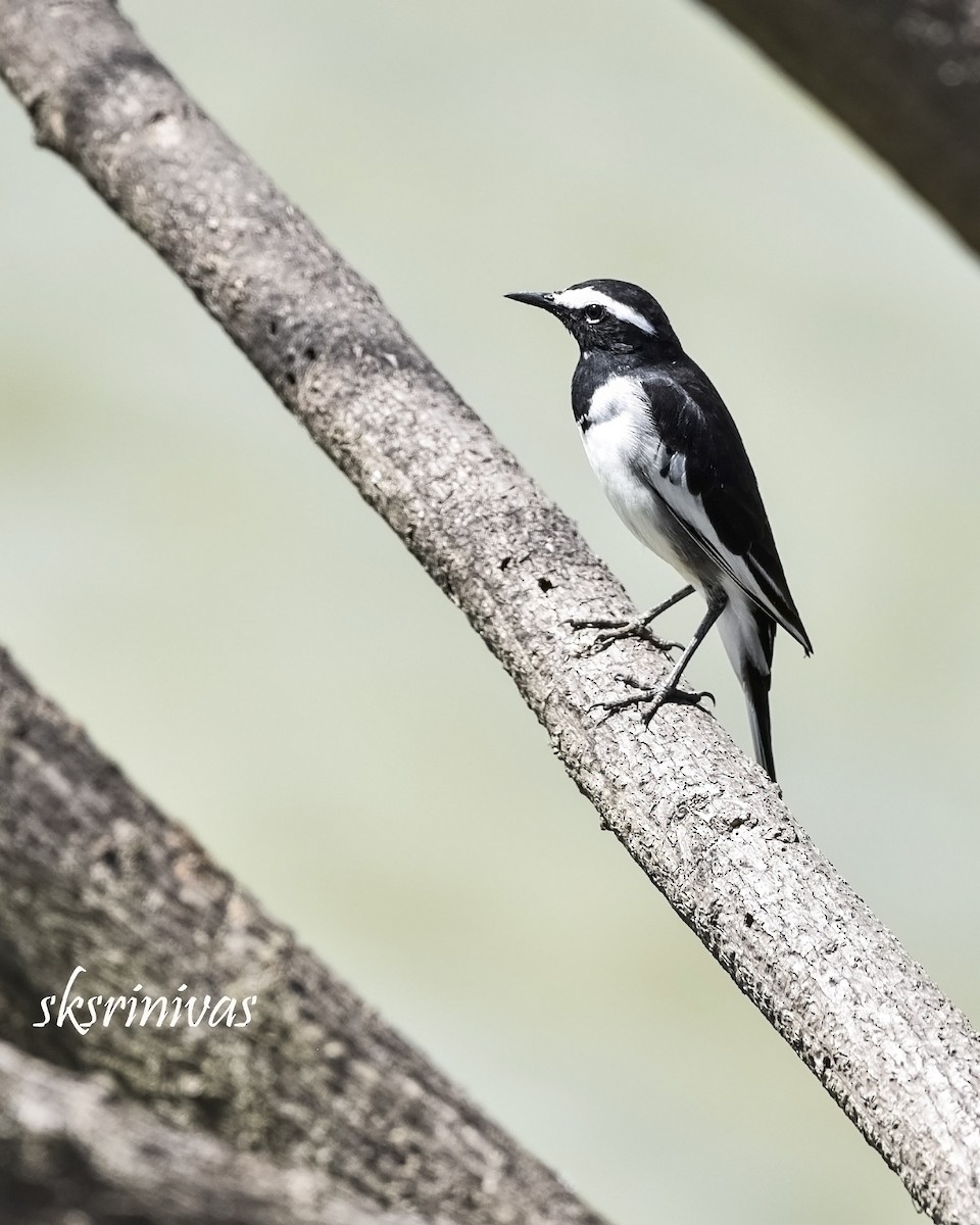 White-browed Wagtail - ML116988251