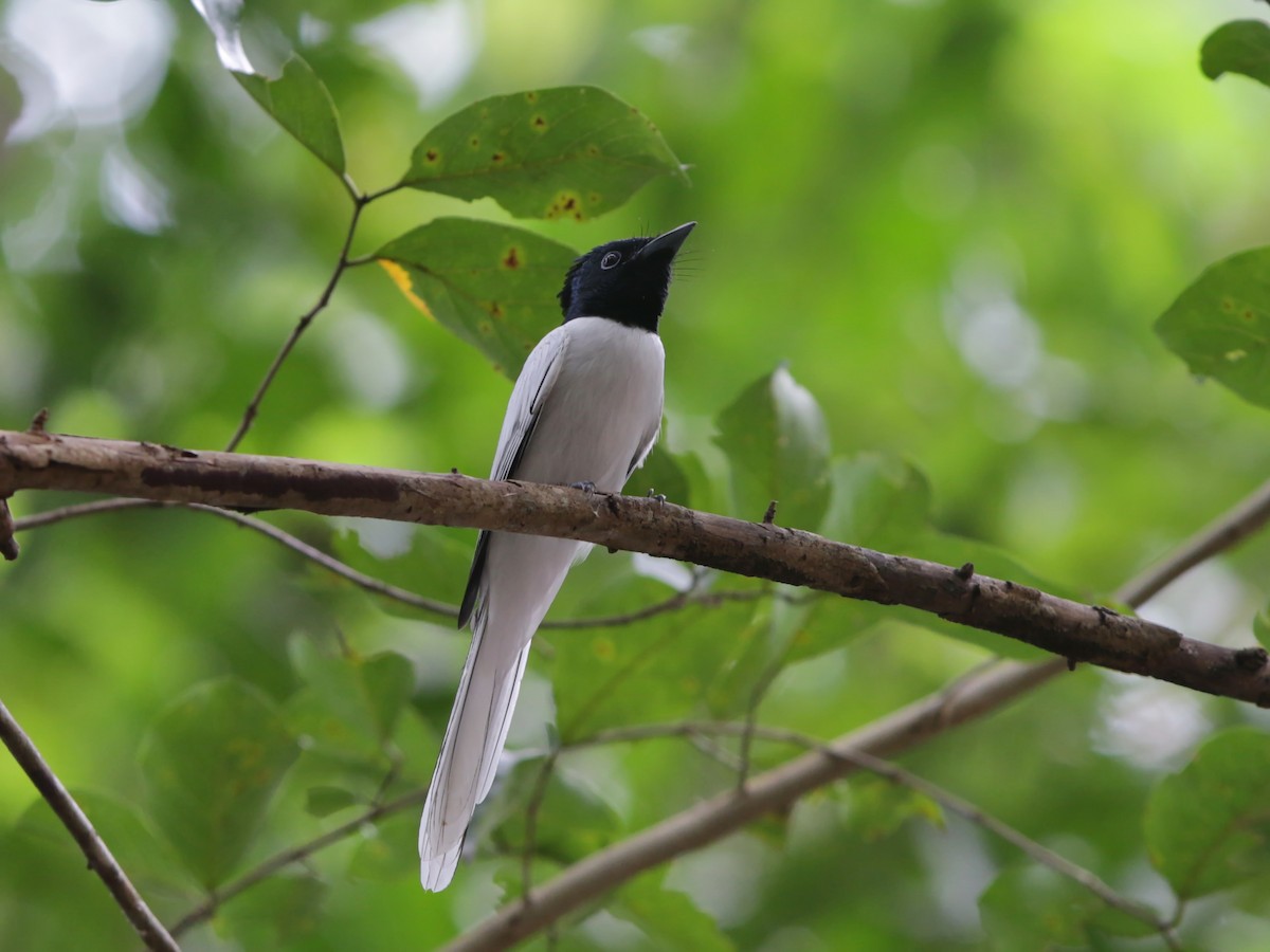 Amur Paradise-Flycatcher - ian dugdale