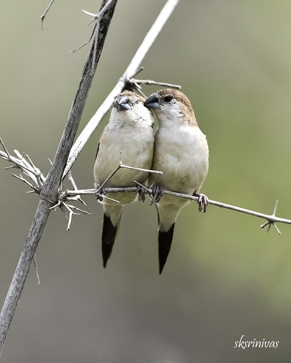 כסוף-מקור הודי - ML116988291