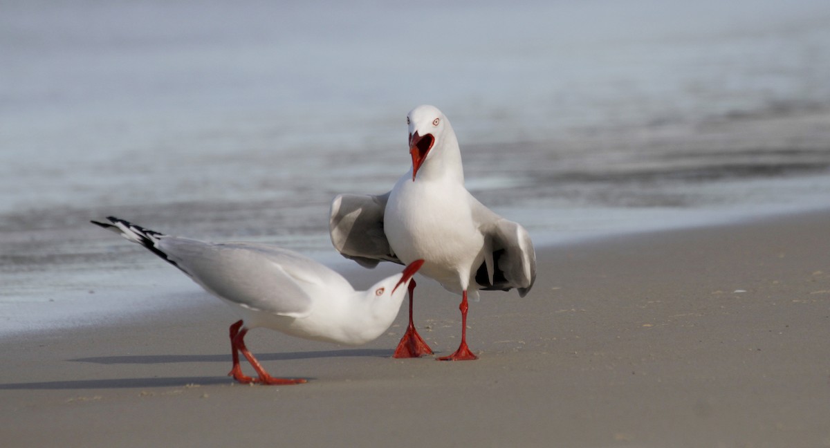 Mouette argentée (novaehollandiae/forsteri) - ML116988341