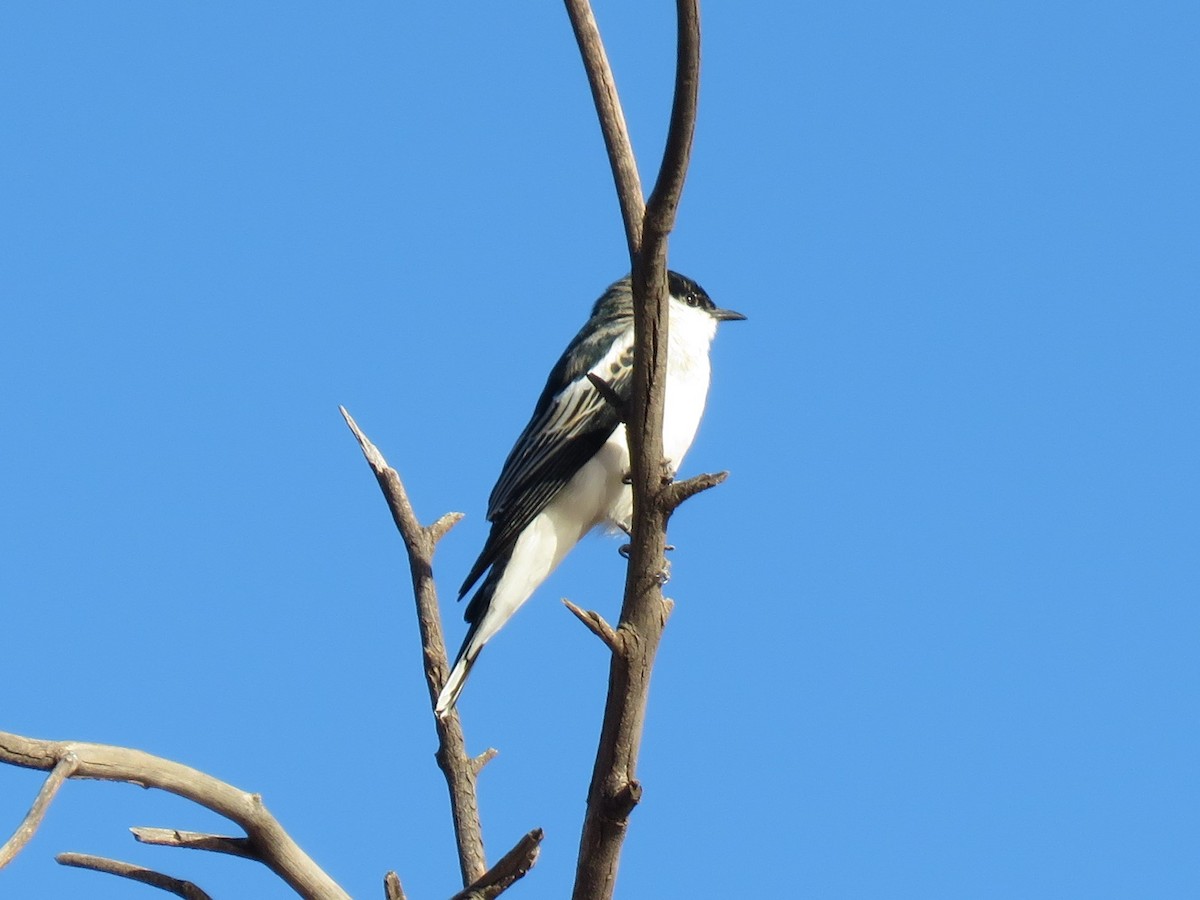 White-winged Triller - ML116988461