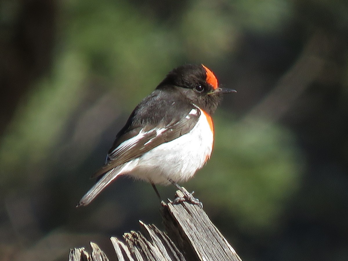 Red-capped Robin - ML116988521