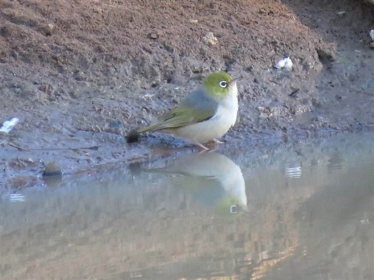 Silvereye - ML116988641