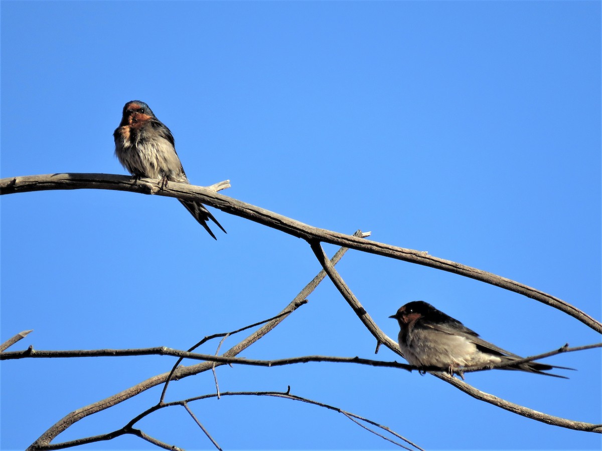 Welcome Swallow - ML116988671