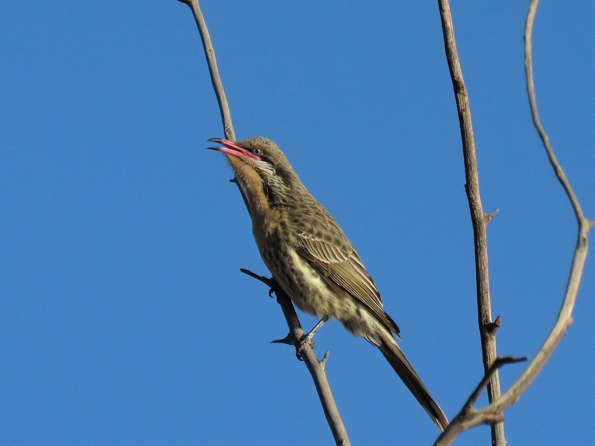 Spiny-cheeked Honeyeater - ML116988821