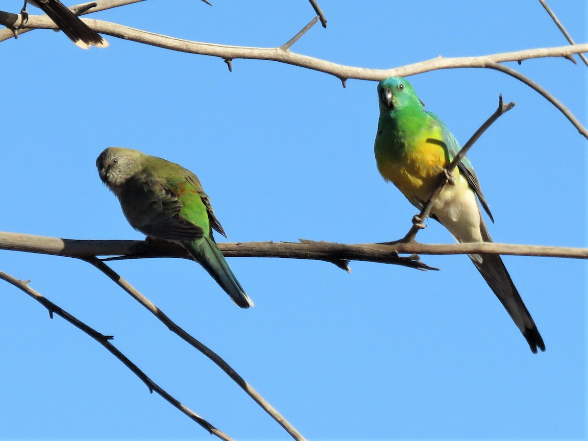 Red-rumped Parrot - ML116988831
