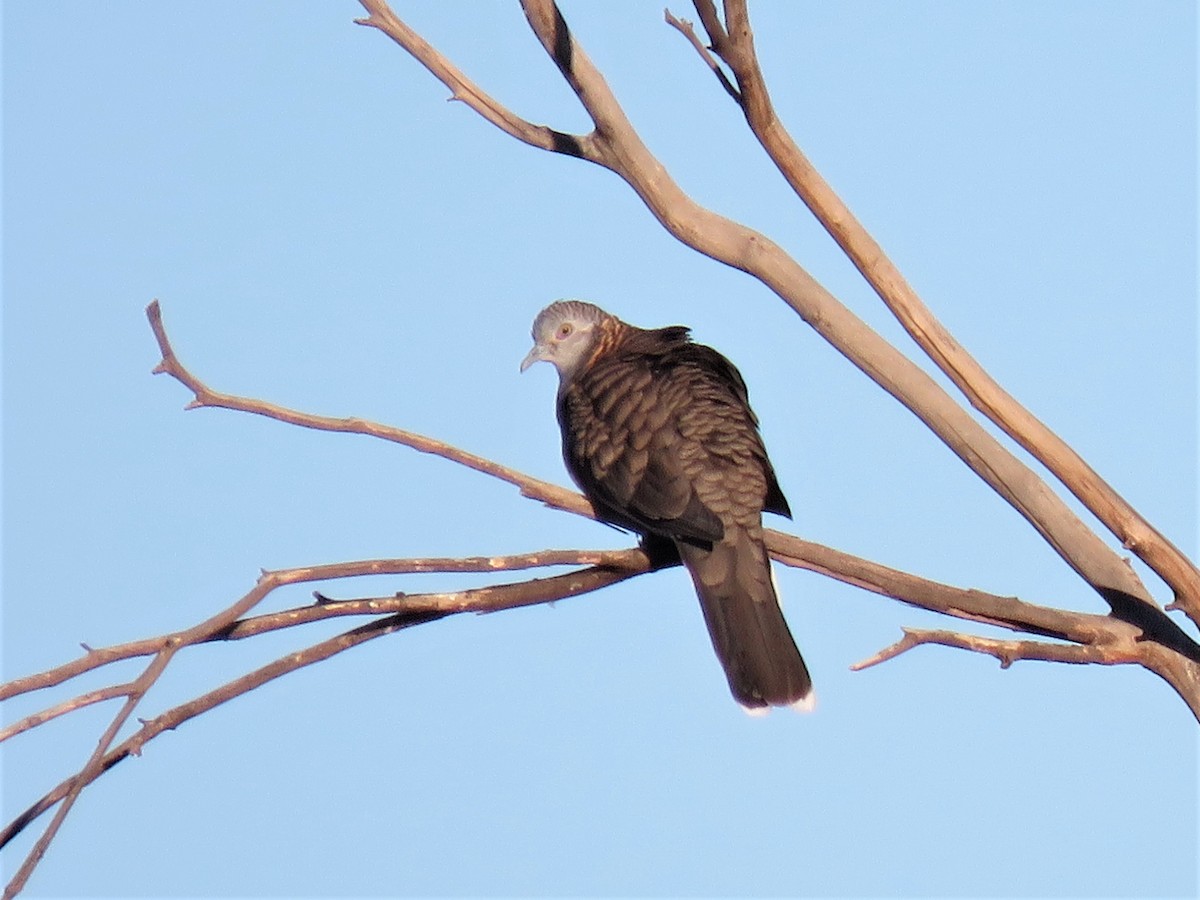 Bar-shouldered Dove - ML116988841