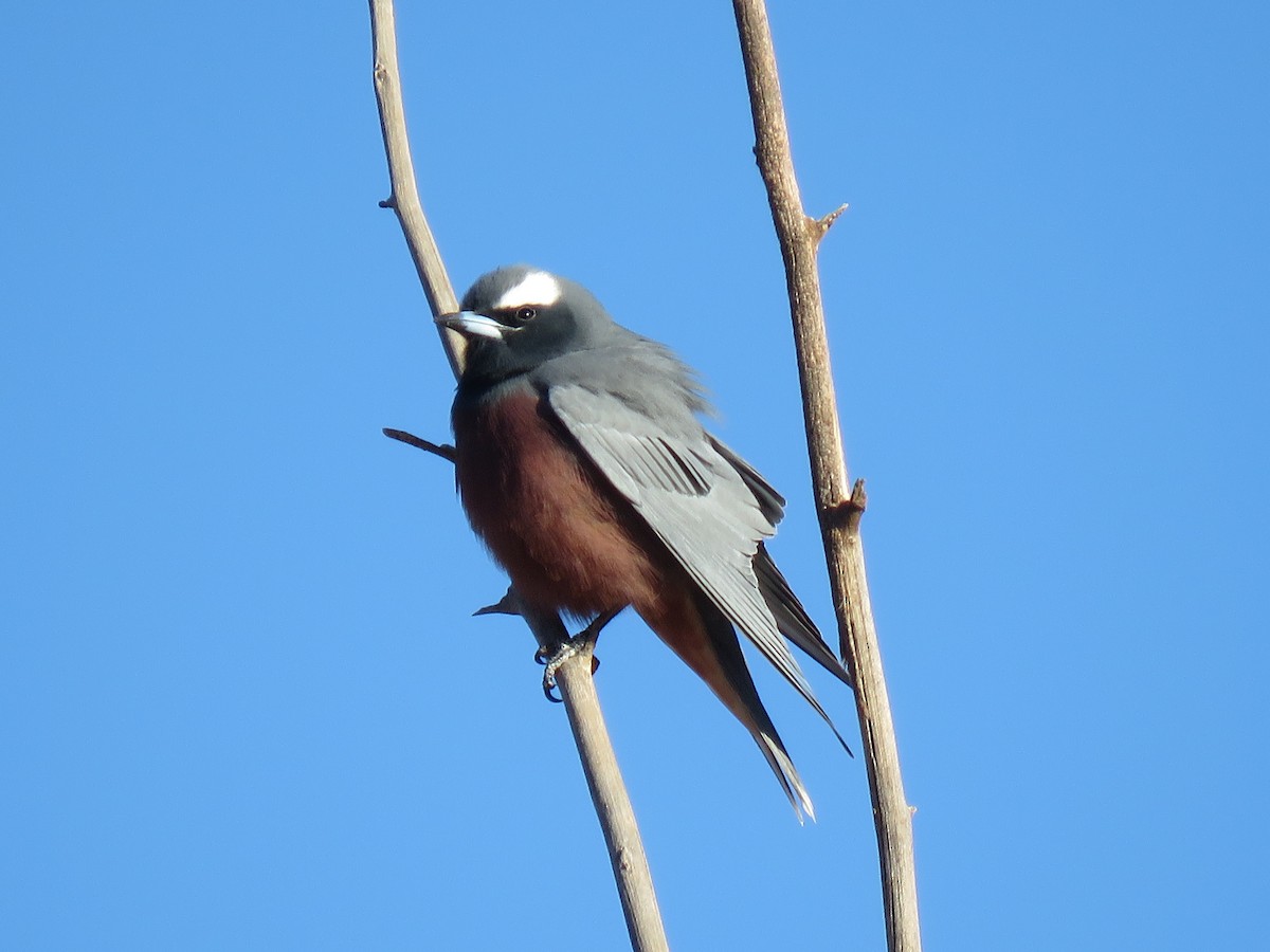 White-browed Woodswallow - ML116988901