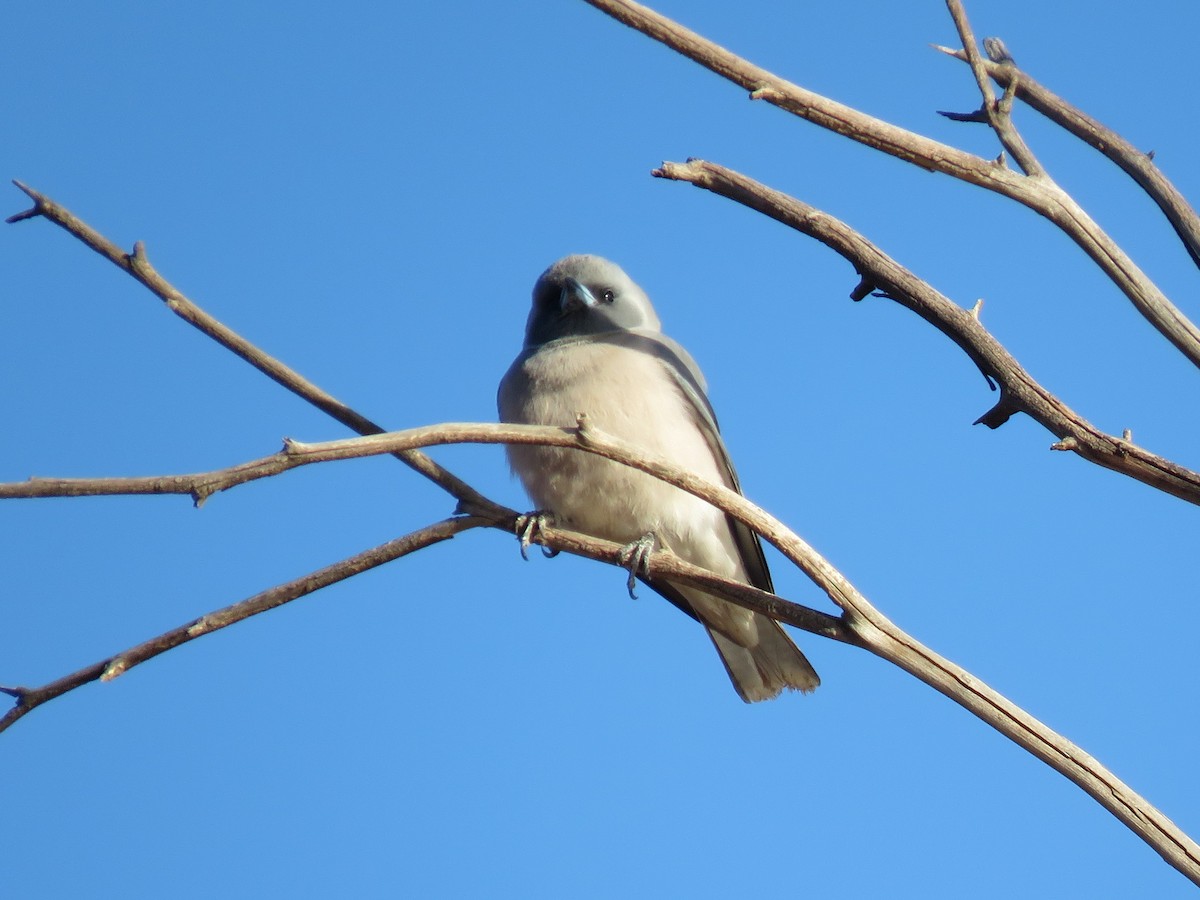 Masked Woodswallow - ML116988931