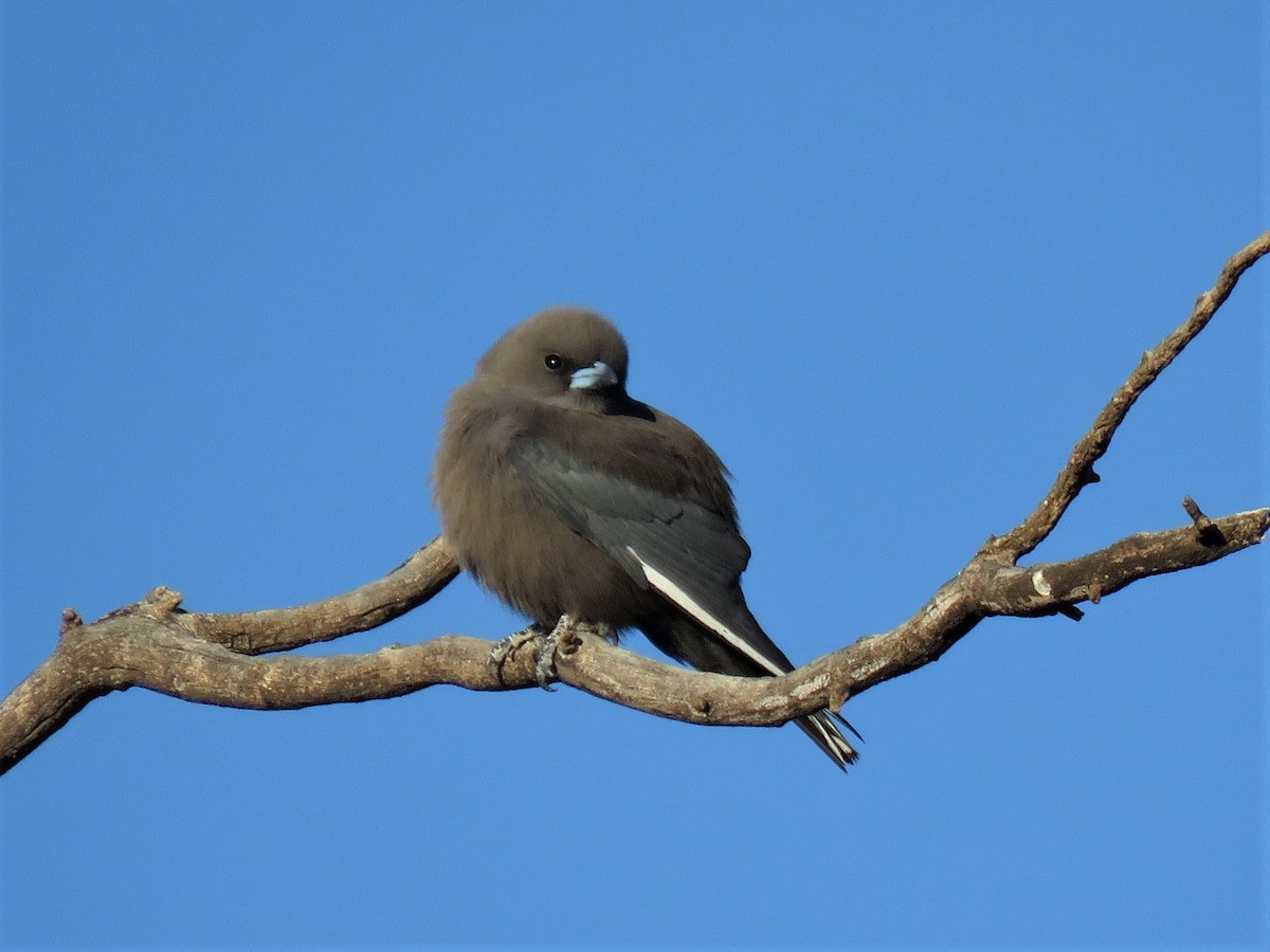 Dusky Woodswallow - ML116988951