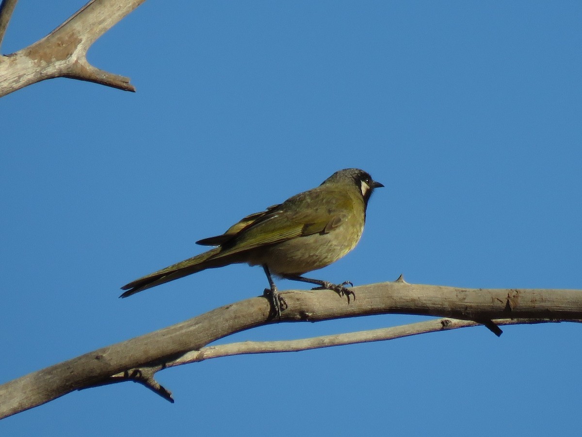 White-eared Honeyeater - ML116989011