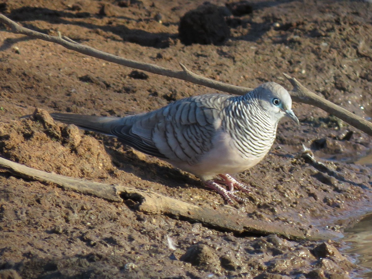 Peaceful Dove - ML116989101