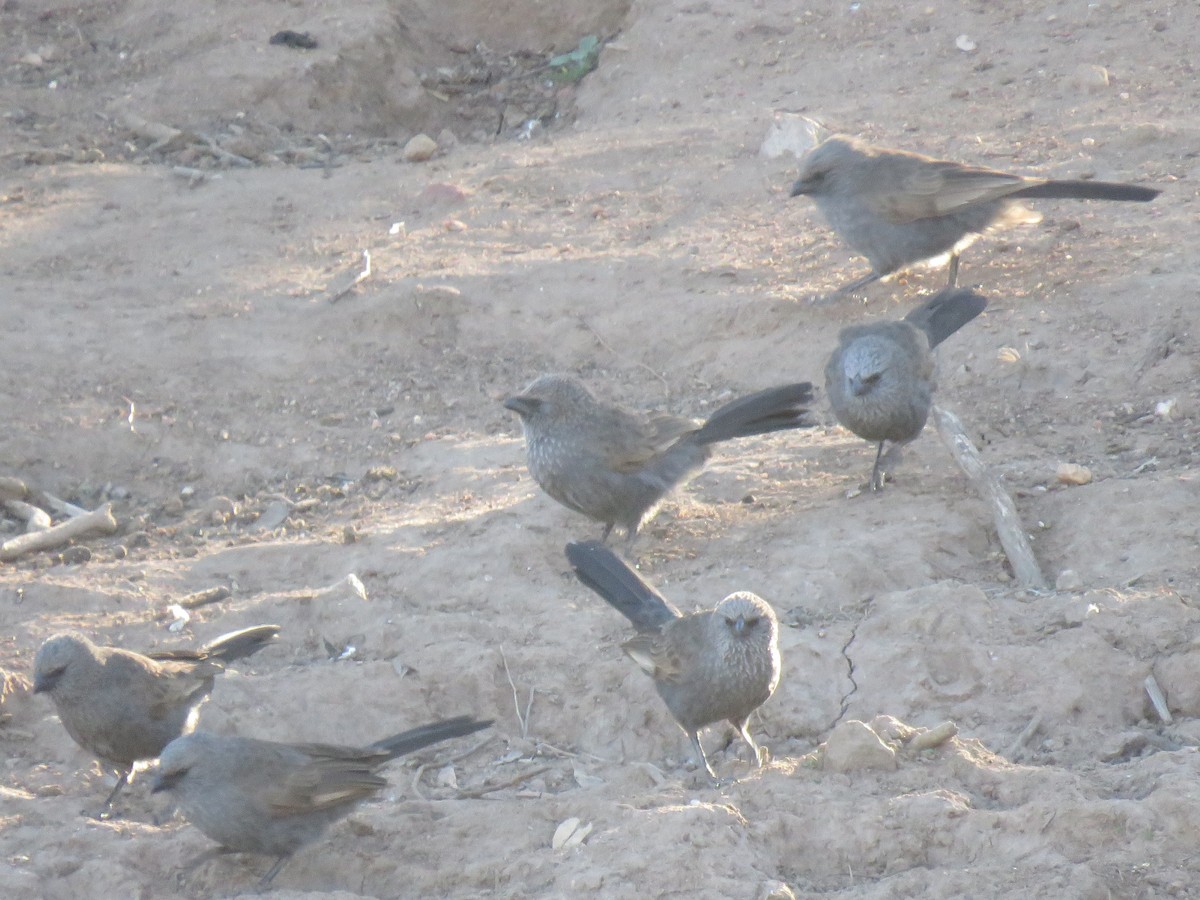 Apostlebird - ML116989191
