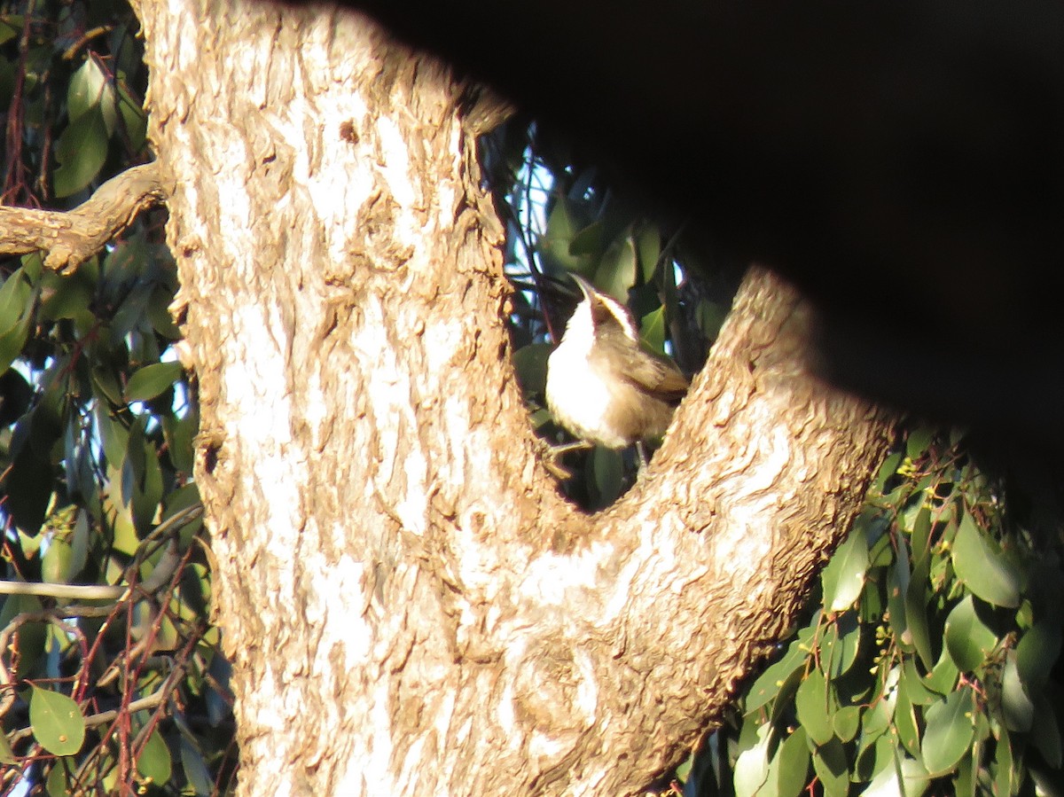 White-browed Babbler - ML116989241