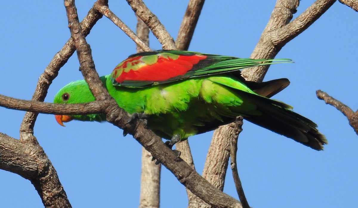 Red-winged Parrot - Colin Trainor