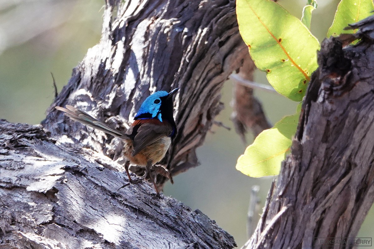 Variegated Fairywren - ML116990331