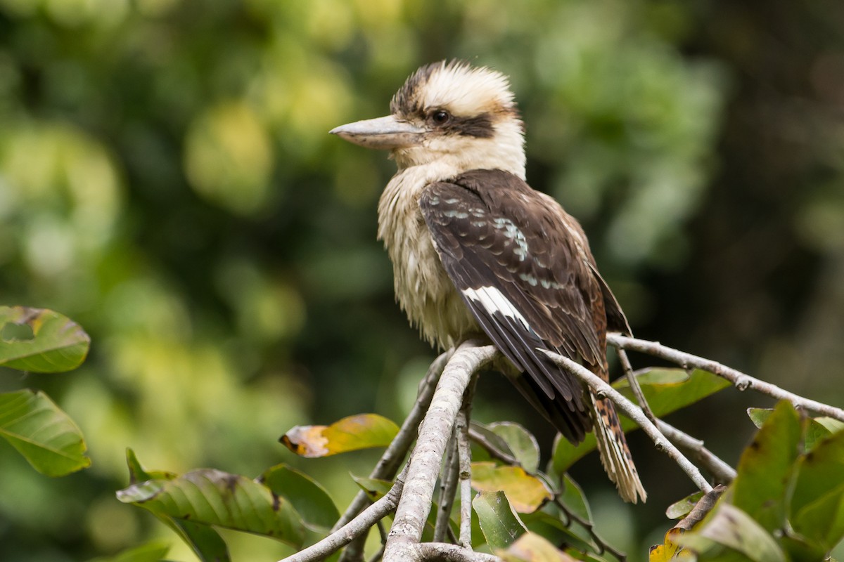 Laughing Kookaburra - ML116991011