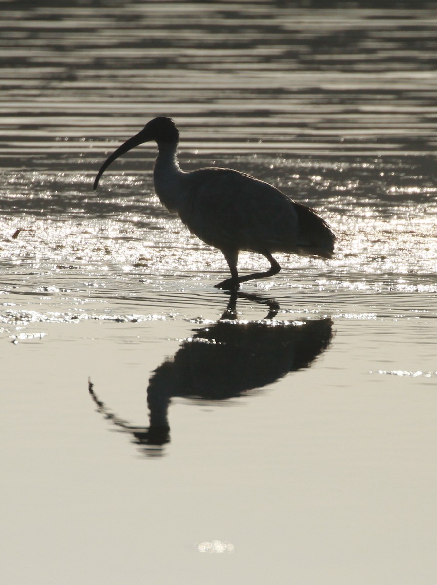 ibis australský - ML116991331