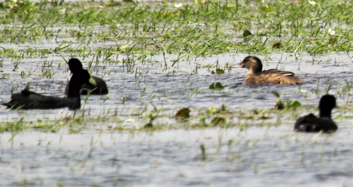 Black-headed Duck - Cláudio Jorge De Castro Filho