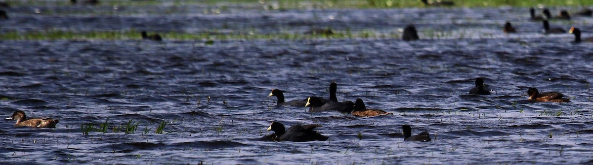 Black-headed Duck - Cláudio Jorge De Castro Filho