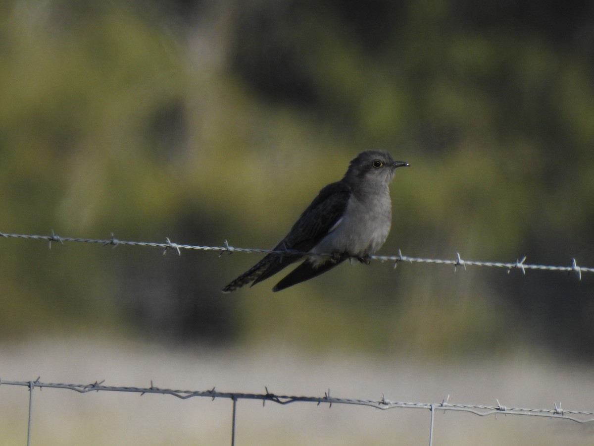 Pallid Cuckoo - Liam Manderson