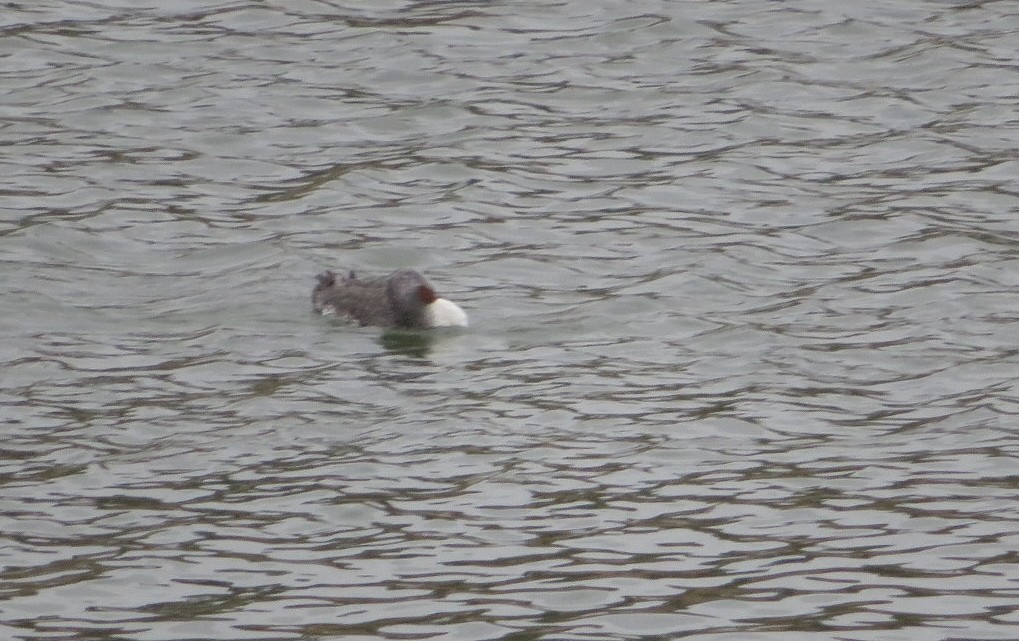 Red-throated Loon - Guy Wapple