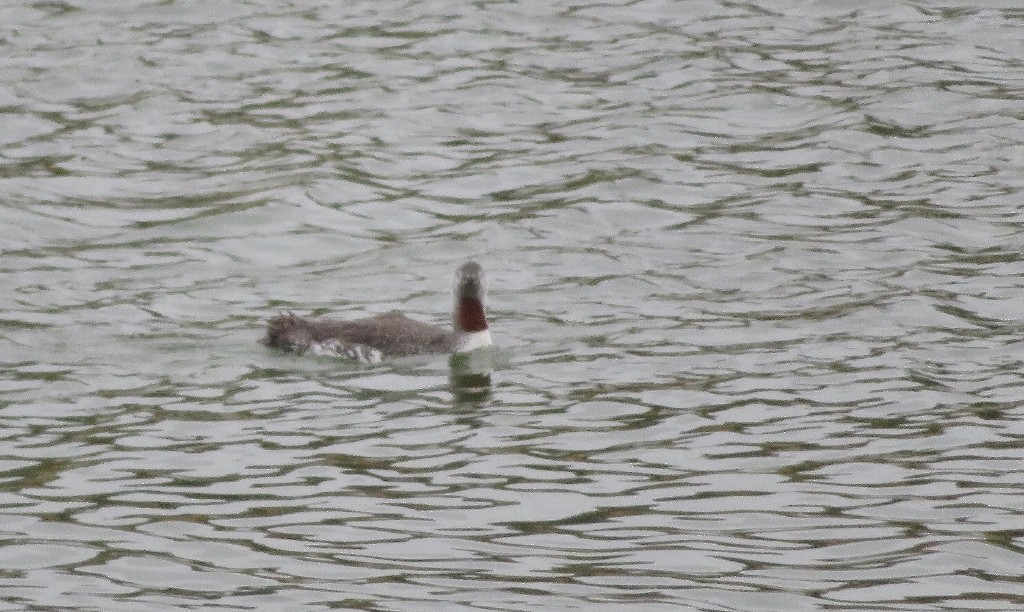 Red-throated Loon - Guy Wapple