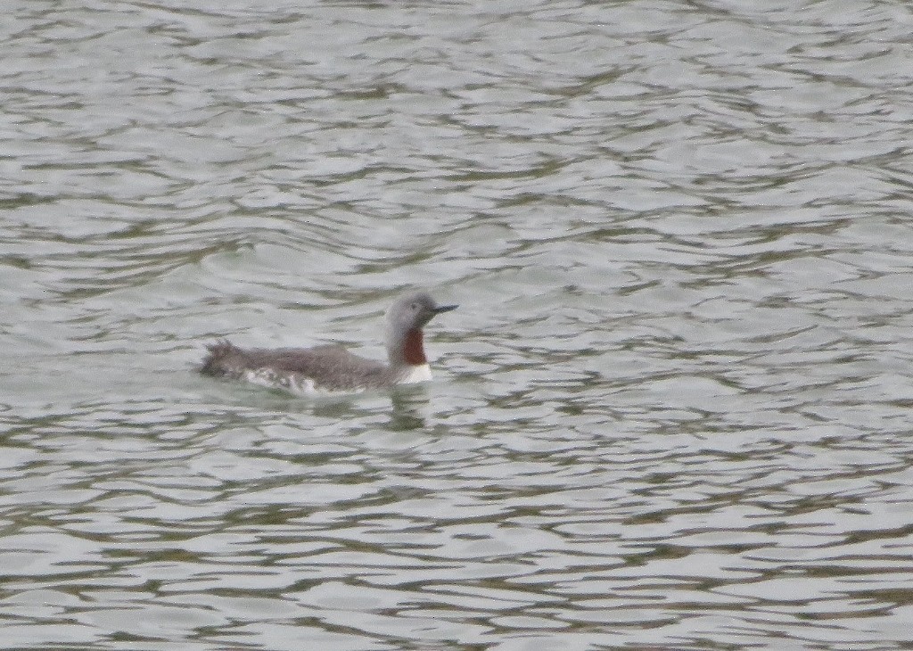 Red-throated Loon - Guy Wapple