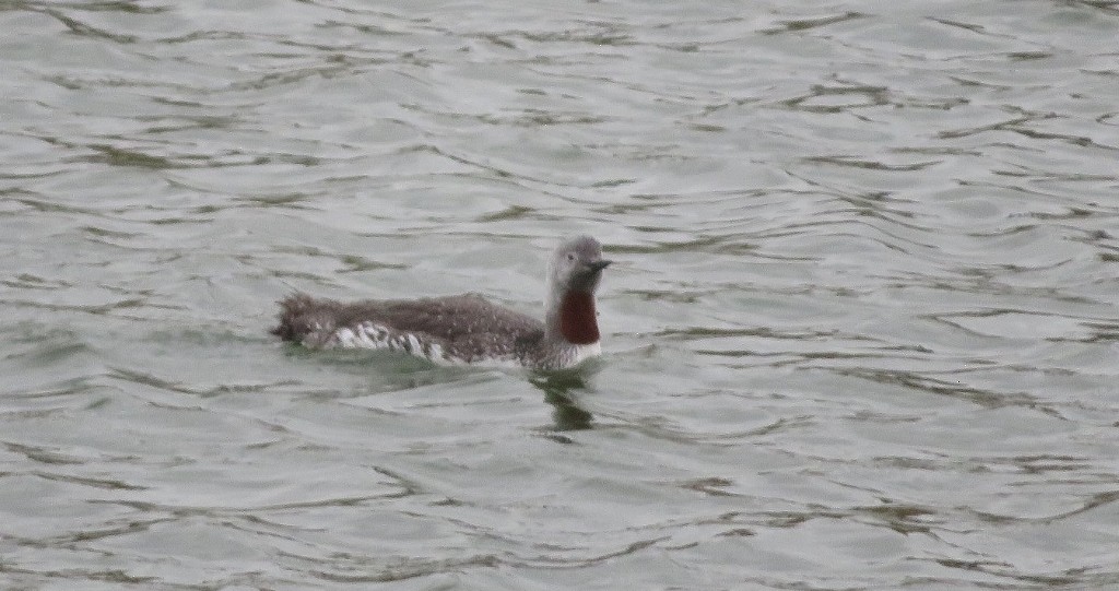 Red-throated Loon - Guy Wapple