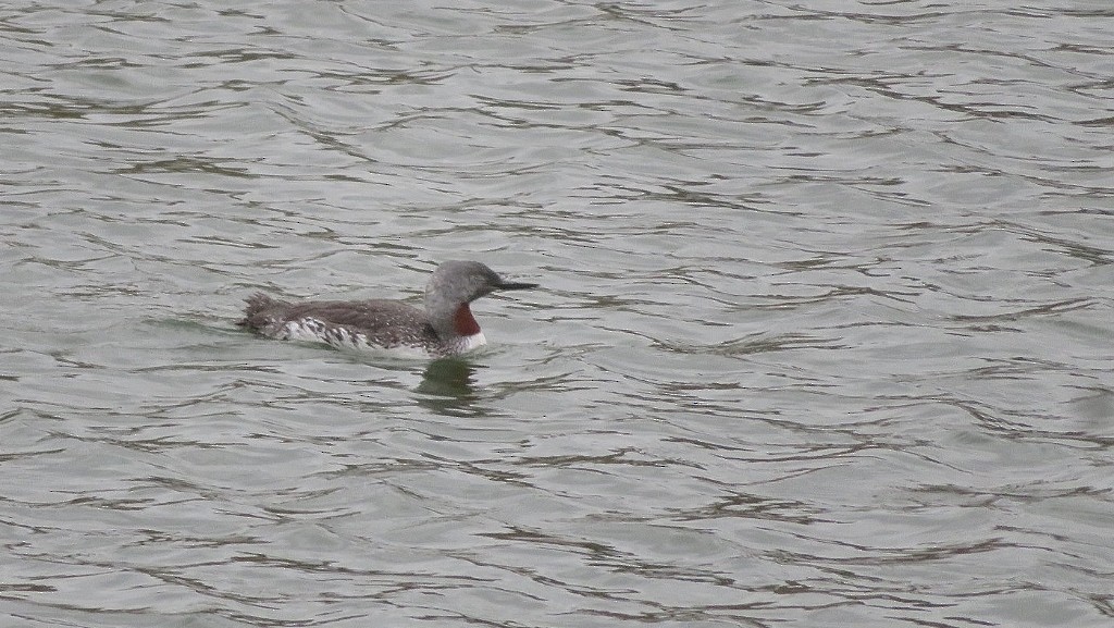 Red-throated Loon - Guy Wapple