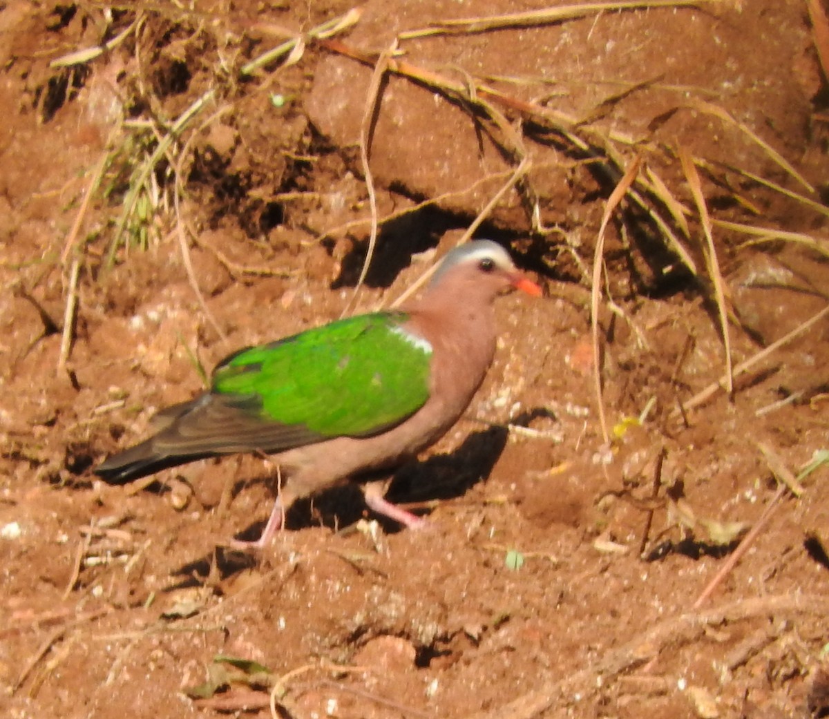 holub zelenokřídlý - ML116994411