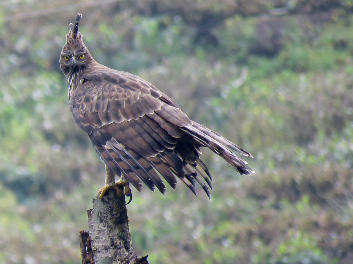 Changeable Hawk-Eagle (Crested) - Selvaganesh K