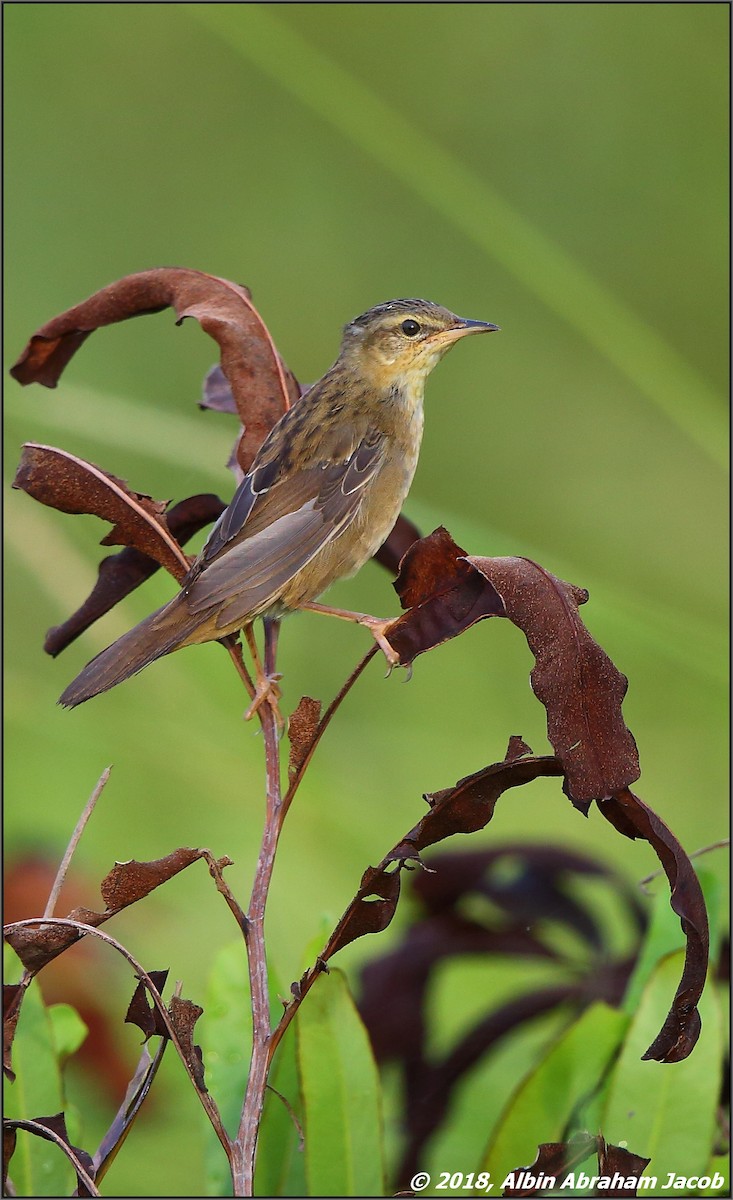 Pallas's Grasshopper Warbler - Albin Jacob