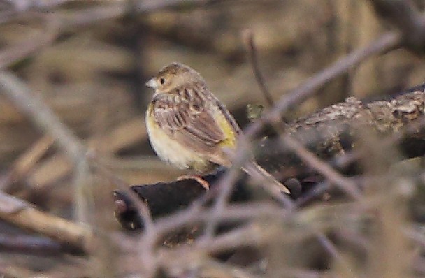 Black-headed/Red-headed Bunting - Albin Jacob