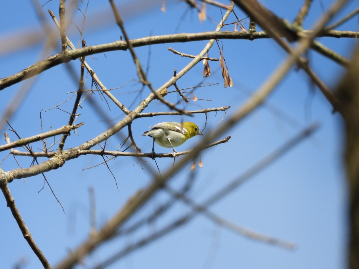 Pine Warbler - ML116997511