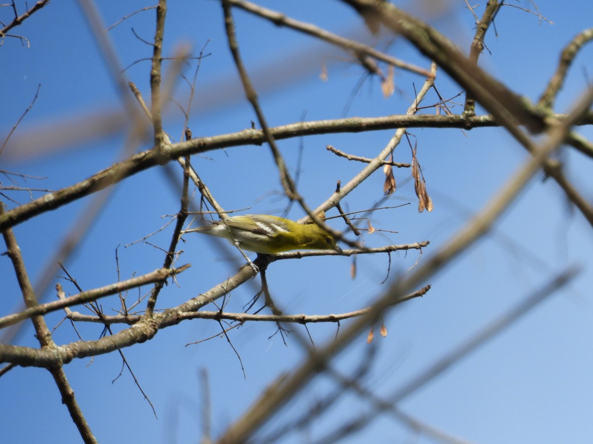 Pine Warbler - ML116997521