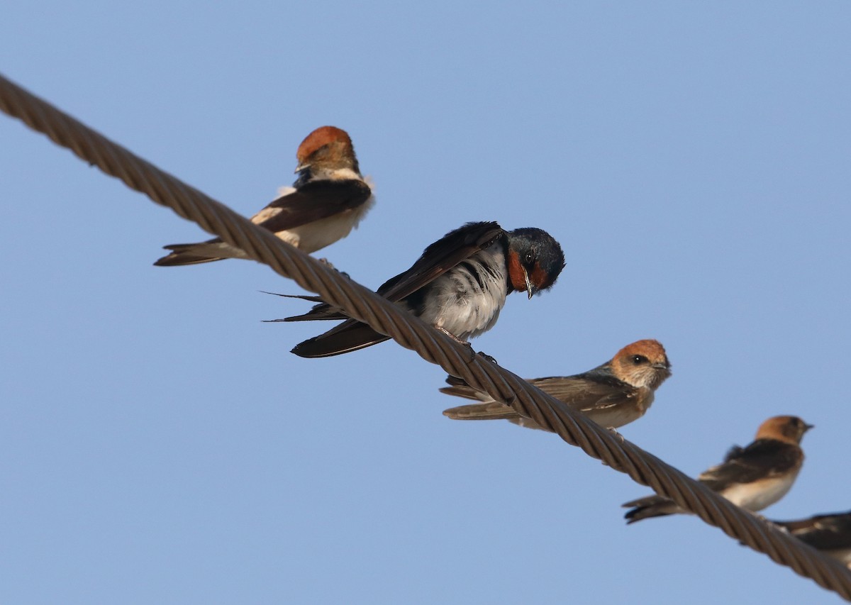 Barn Swallow - Marc Gardner