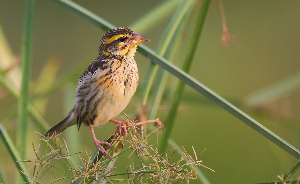 Streaked Weaver - ML116998321