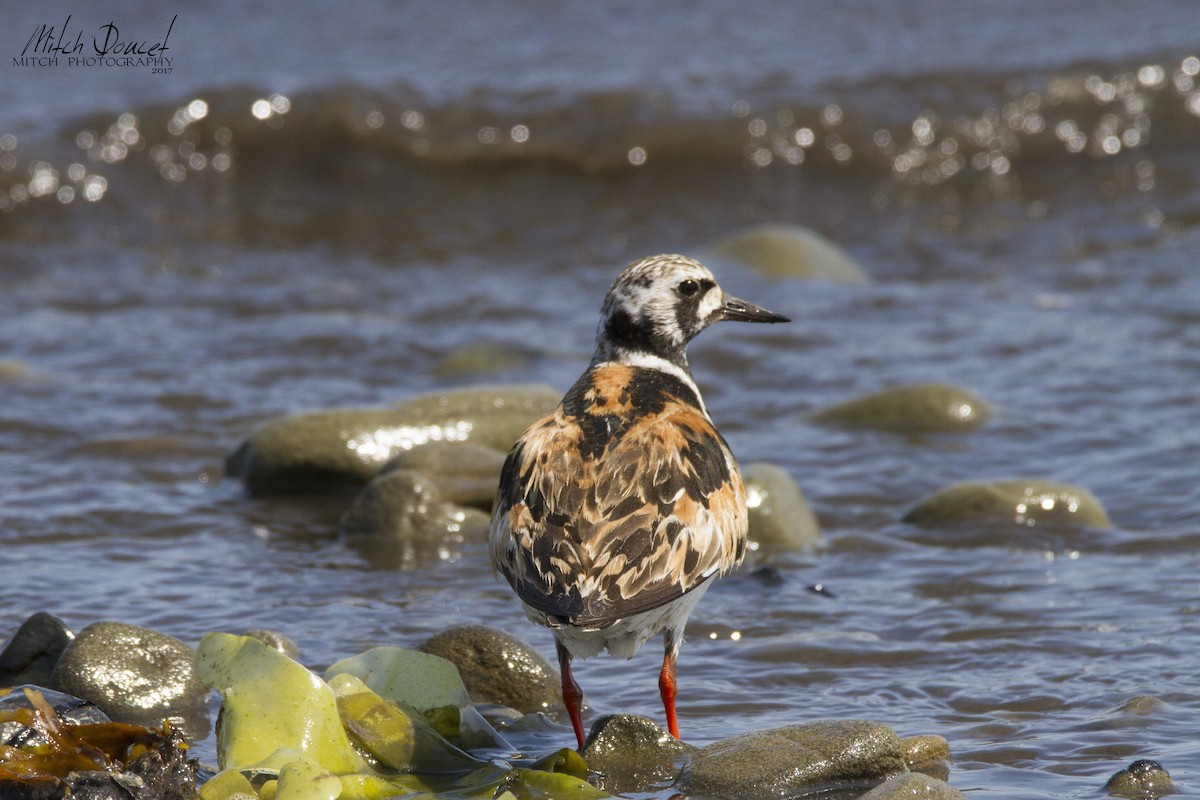 Ruddy Turnstone - Mitch (Michel) Doucet