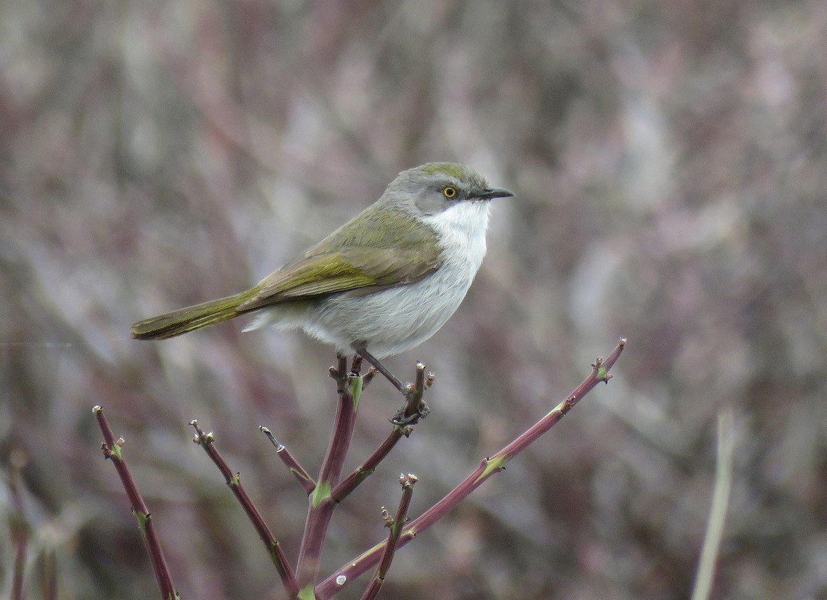 Karoo Eremomela - Henk Sierdsema