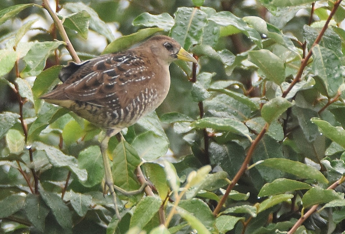 Polluela Sora - ML116999511