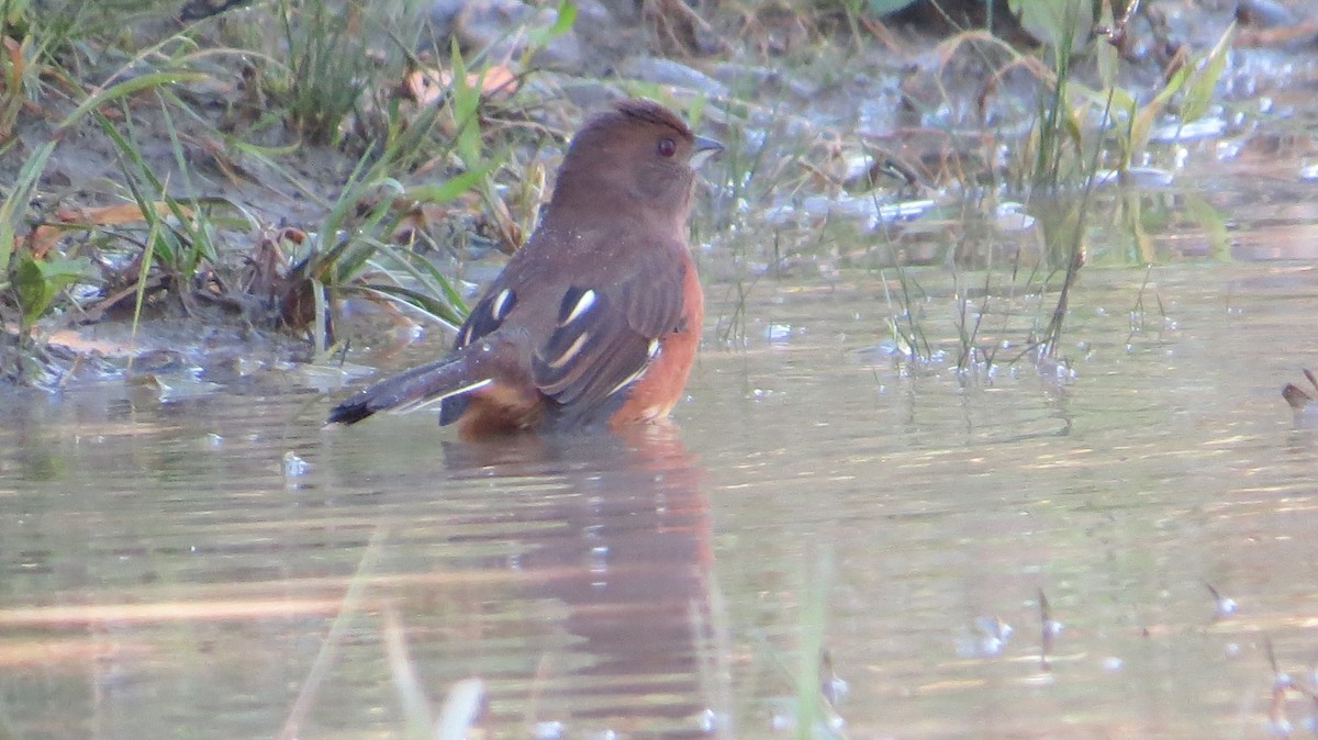 Eastern Towhee - ML117000041